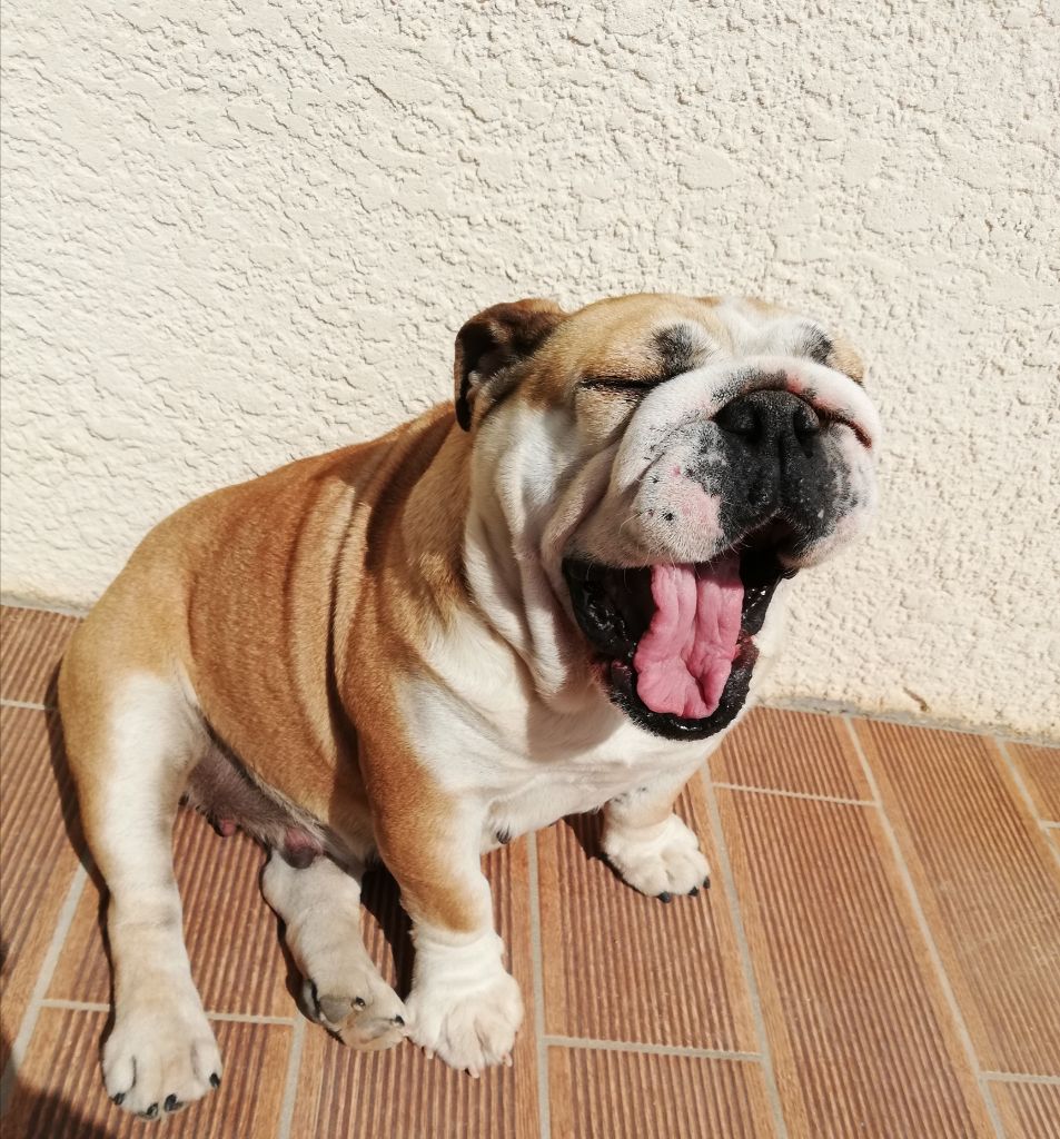 Bulldog anglais Lof 